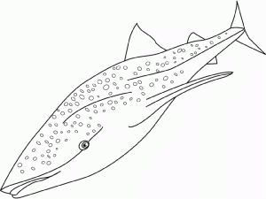 Ocean Games for Kids and Whale Coloring Pages Whale coloring pages