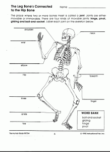 Joints And Movement Worksheet worksheet