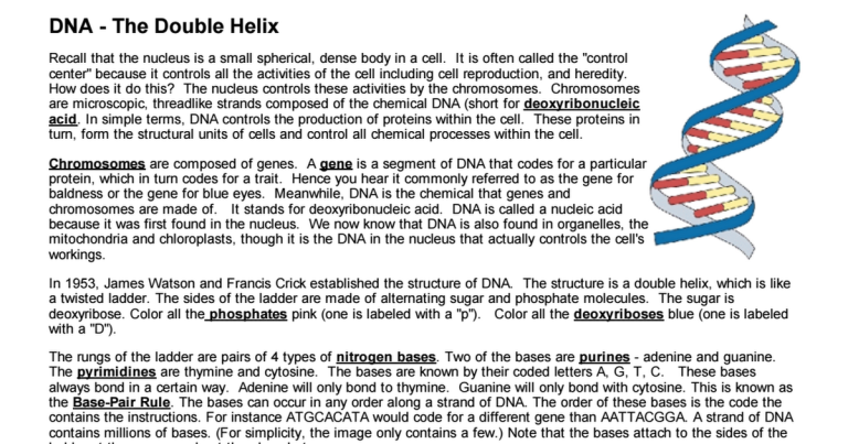 Dna The Double Helix Coloring Worksheet Answer Key Biology Corner