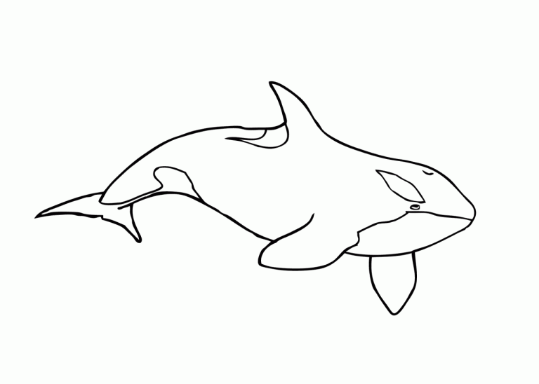 Coloring Pages Whale