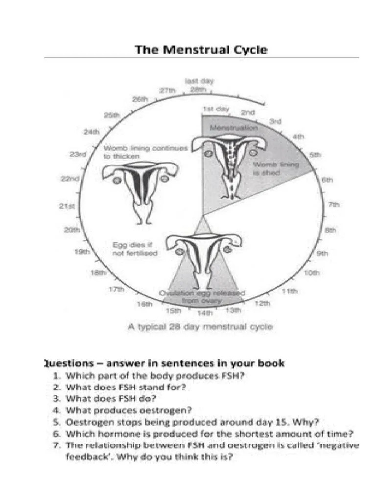 The Menstrual Cycle Worksheet Answer Key