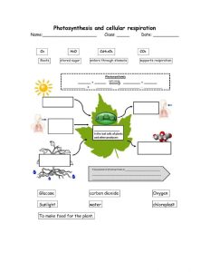 36 Photosynthesis What's In A Leaf Worksheet Answers Worksheet Source