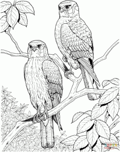 Hawk coloring pages to download and print for free