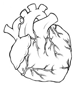 Free How To Draw A Human Heart, Download Free How To Draw A Human Heart
