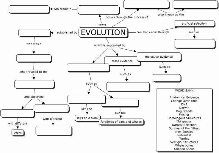 Types Of Evolution Worksheet Answers