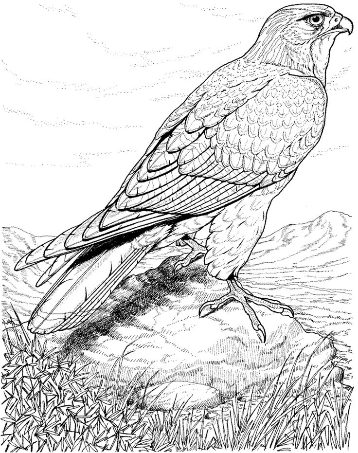 Real life looking coloring pages of detailed hawk Bird Coloring Pages