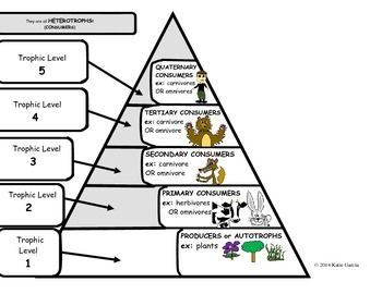 The Energy Pyramid Worksheet Answers Trophic Levels