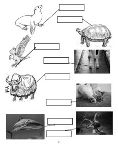 Animal Adaptations interactive worksheet