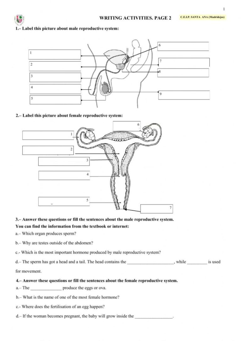 The Reproductive System Worksheet Answer Key