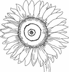 Sunflower Coloring Page Coloring Home