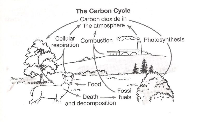 Amoeba Sisters Carbon And Nitrogen Cycle Worksheet Answer Key