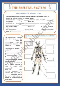 the skeletal system worksheet answer
