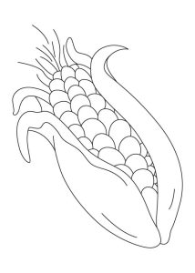 Indian Corn Coloring Pages Coloring Home