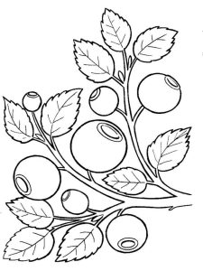 Blueberry Coloring Page Printable Sketch Coloring Page