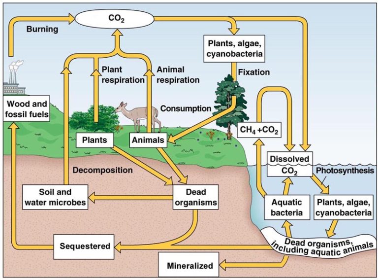 The Carbon Cycle Worksheet Answer Key
