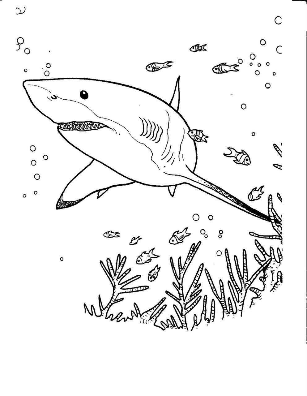 Sharks free to color for kids Sharks Kids Coloring Pages