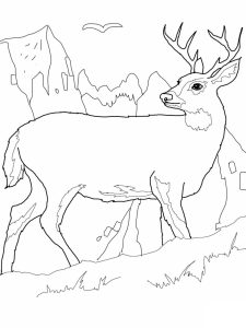 Free Printable Deer Coloring Pages For Kids