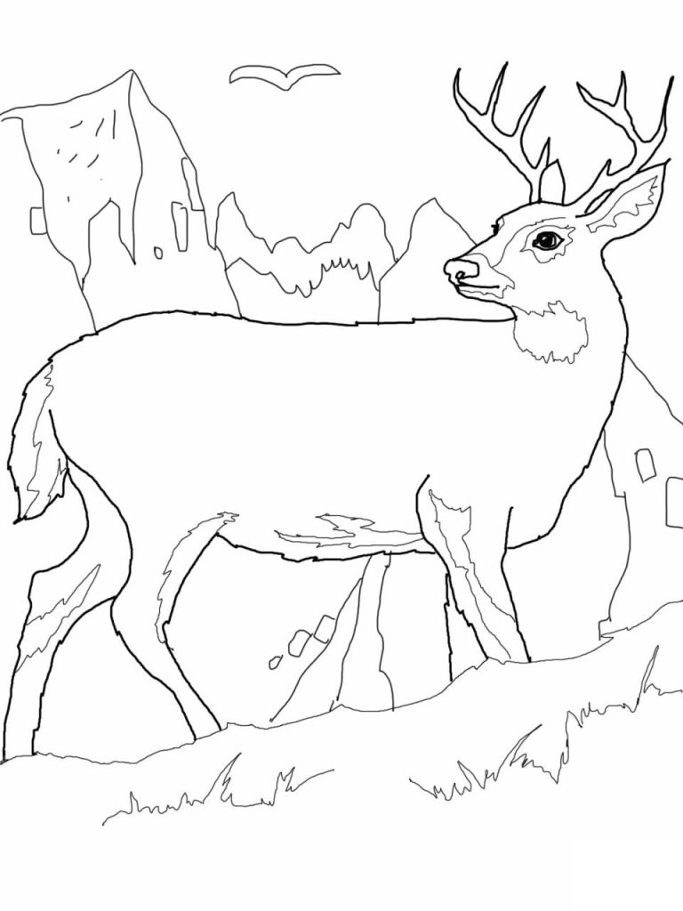 Coloring Page Deer