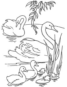3 Swan Coloring Page (to Print)! The Graphics Fairy