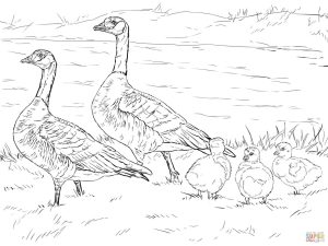 Baby Goose Coloring Page Coloring Home