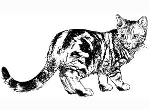 Coloring. Realistic Cat Coloring Pages. Cat Color Pages Printable