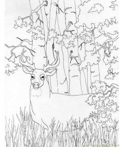 Whitetail Deer Coloring Page for Kids Free Deer Printable Coloring