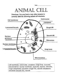 plant and animal cell pictures with labels Biological Science Picture