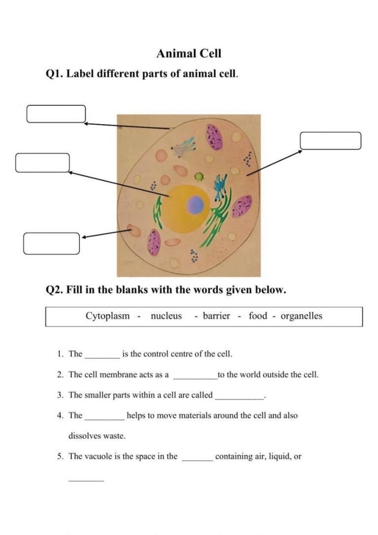 Plant And Animal Cells Reading Comprehension Worksheet Pdf