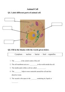 Animal Cells Worksheet Answers Education Template