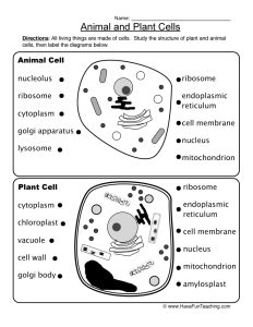 Animal and Plant Cells Worksheet Have Fun Teaching