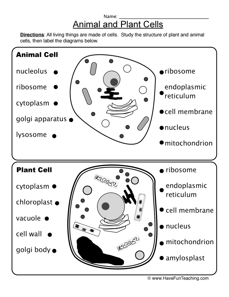 Animal And Plant Cells Worksheet 1.1 Answer Key