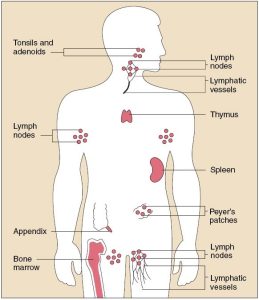 The Immune System Major Organs and Functions