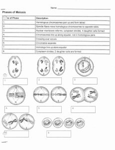 Image result for meiosis stages worksheet Meiosis, Cell forms