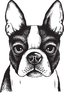 Boston Terrier French Bulldog Puppy Painted dog 698*1000 transprent