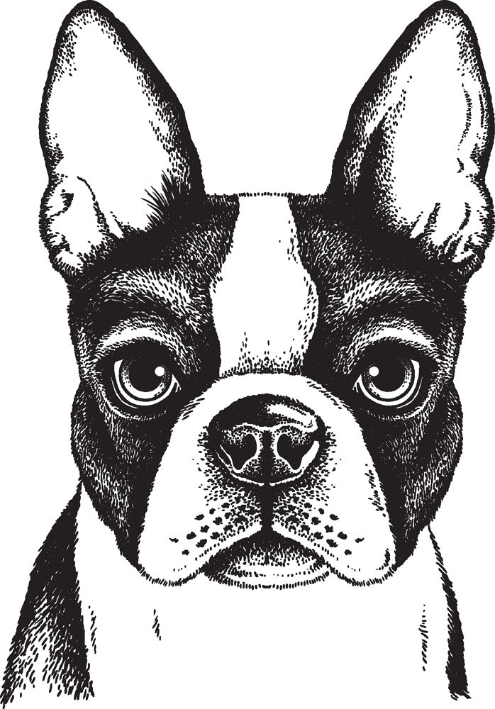 Boston Terrier Coloring Pages