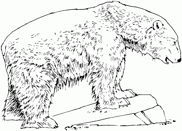 Grizzly Bear Coloring Pages