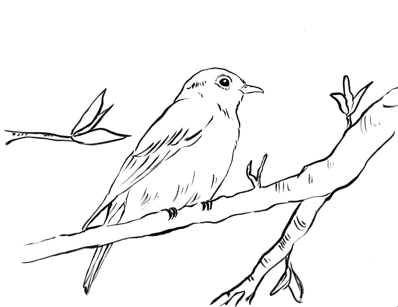 Bluebird Coloring Page Art Starts