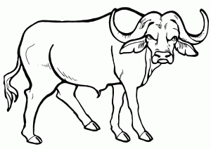 Buffalo coloring pages Coloring pages to download and print