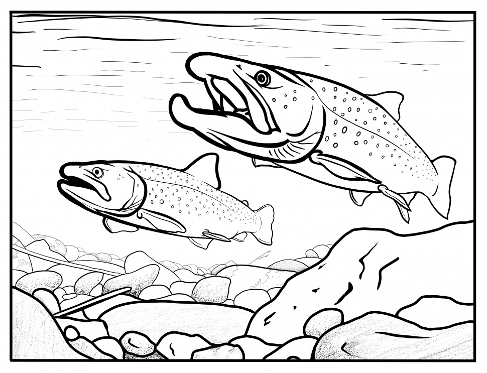 Bull trout coloring contest Idaho Fish and Game