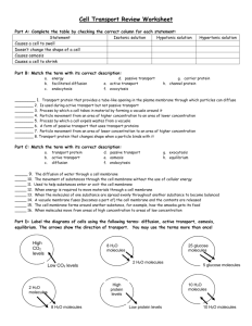 Cell Transport Worksheets Answer Key