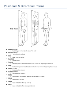Anatomical Body Planes Worksheet Human body worksheets, Nervous