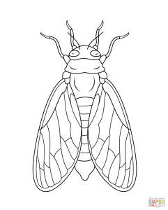 Cicada coloring page Free Printable Coloring Pages