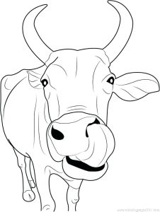 Cow Calf Drawing at GetDrawings Free download