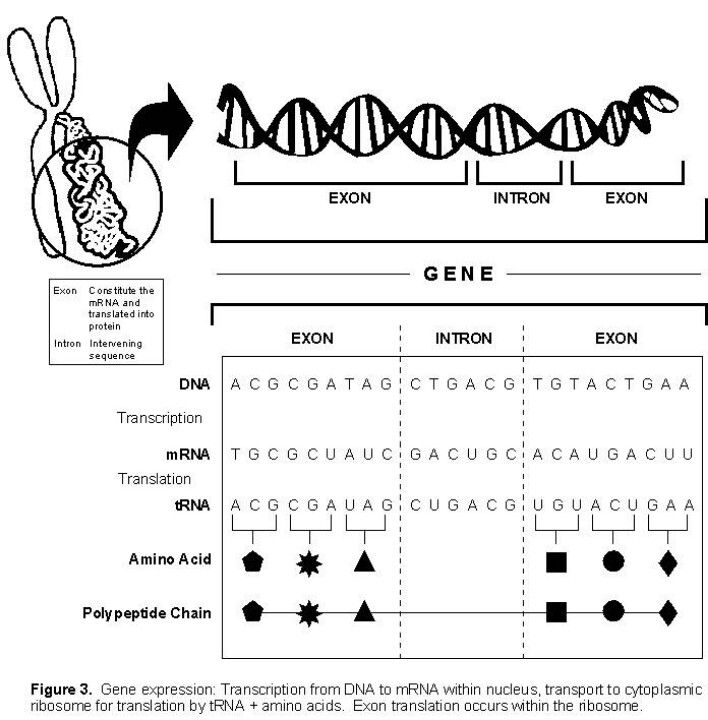 Gene Expression Translation Pogil Worksheet Answer Key