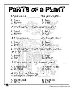 Year 3 Science Plants Worksheets