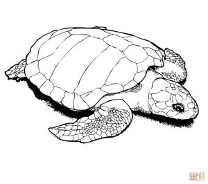 Detailed Turtle Coloring Pages at GetDrawings Free download