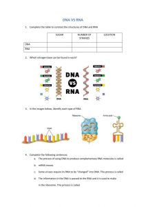 Dna Replication Worksheet Answer Key Quizlet 30 Dna and Rna Worksheet