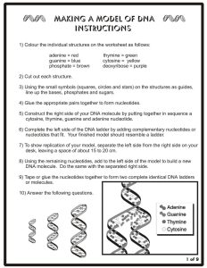 30 Dna Base Pairing Worksheet Answers Education Template