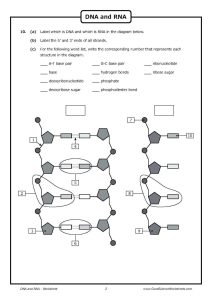 Dna Replication Worksheet Answer Key Quizlet DNA Replication
