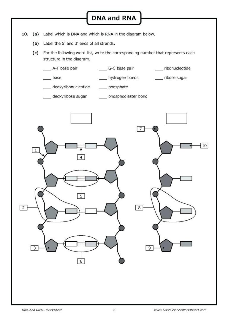 Cell Cycle And Dna Replication Practice Worksheet Answer Key